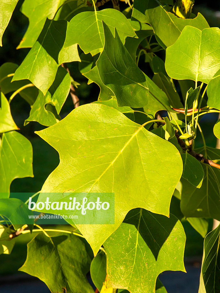 430088 - American tulip tree (Liriodendron tulipifera)