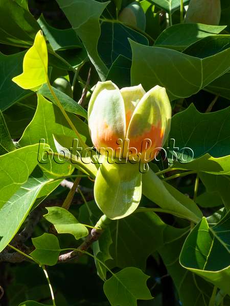 460135 - American tulip tree (Liriodendron tulipifera)
