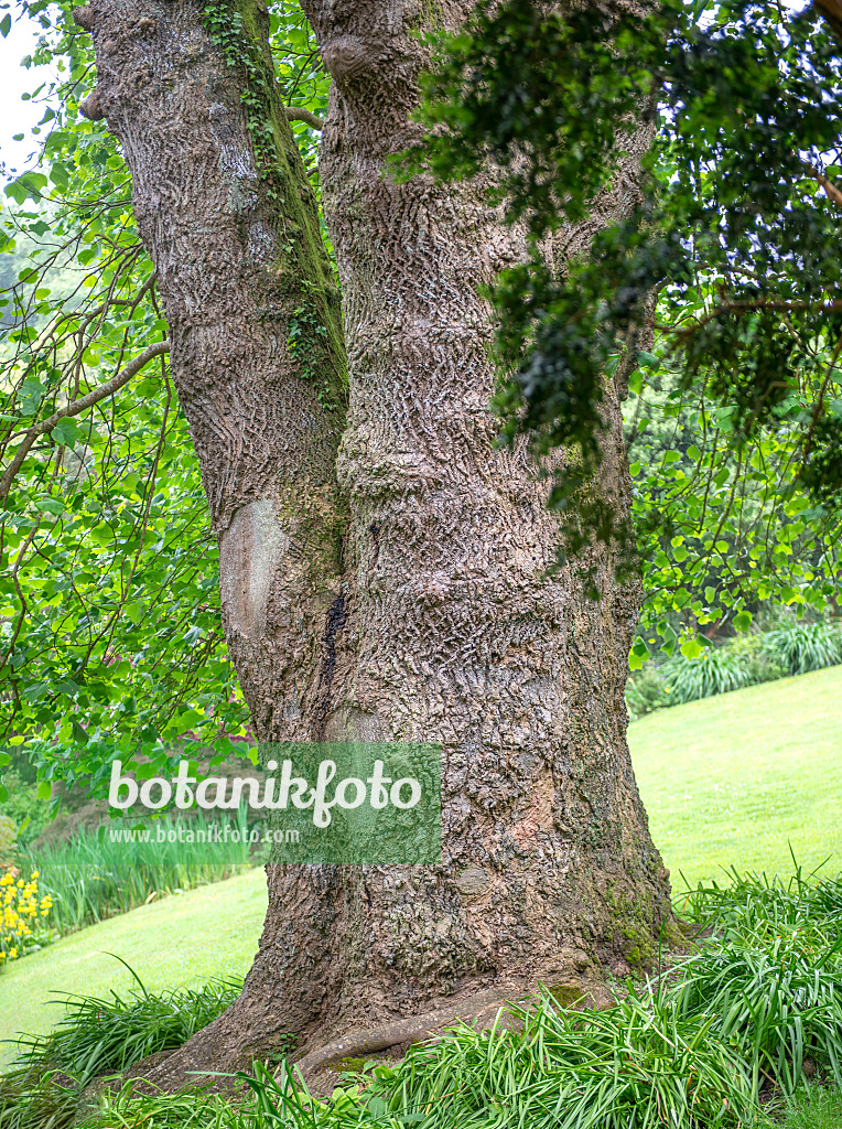 616264 - American tulip tree (Liriodendron tulipifera)