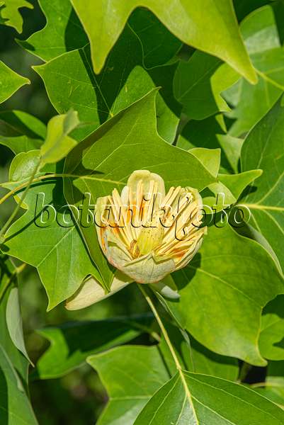 616266 - American tulip tree (Liriodendron tulipifera)