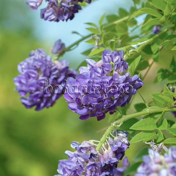 575357 - American wisteria (Wisteria frutescens 'Longwood Purple')
