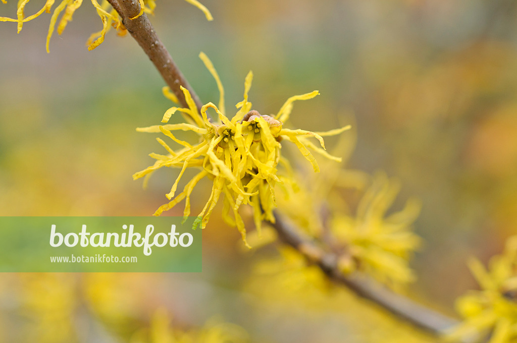 489027 - American witch hazel (Hamamelis virginiana)