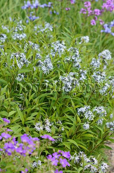 533334 - Amsonie bleue (Amsonia tabernaemontana var. salicifolia)