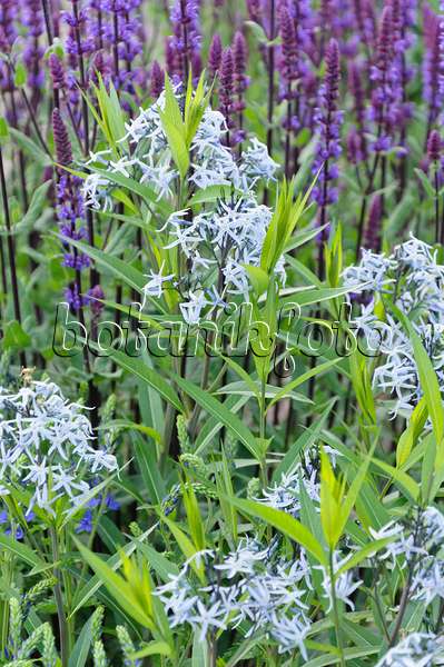 485009 - Amsonie bleue (Amsonia tabernaemontana) et sauge des bois (Salvia nemorosa)