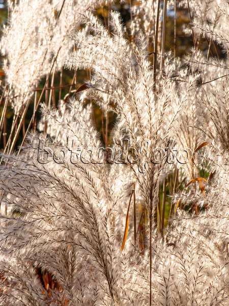 431029 - Amur silver grass (Miscanthus sacchariflorus)