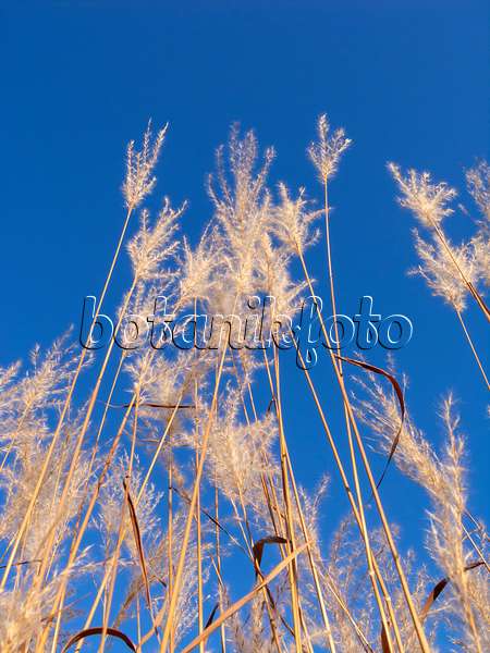 431030 - Amur silver grass (Miscanthus sacchariflorus)