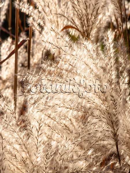 431031 - Amur silver grass (Miscanthus sacchariflorus)