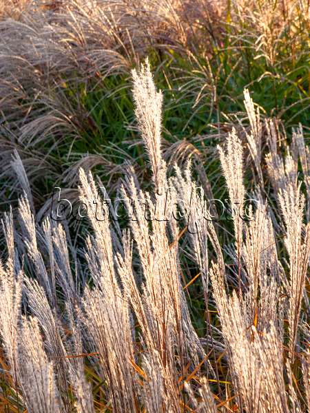 464094 - Amur silver grass (Miscanthus sacchariflorus)