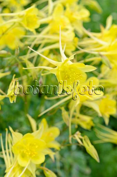 497023 - Ancolie à fleur dorée (Aquilegia chrysantha 'Yellow Queen')