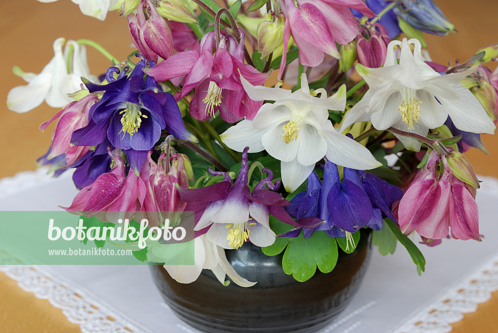 472174 - Ancolie (Aquilegia)