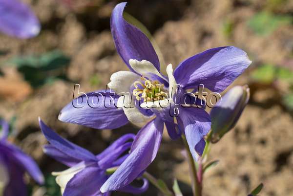 608037 - Ancolie (Aquilegia ottonis subsp. amaliae)