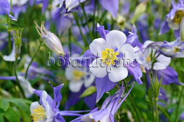 473008 - Ancolie bleue à fleurs précoces (Aquilegia caerulea)