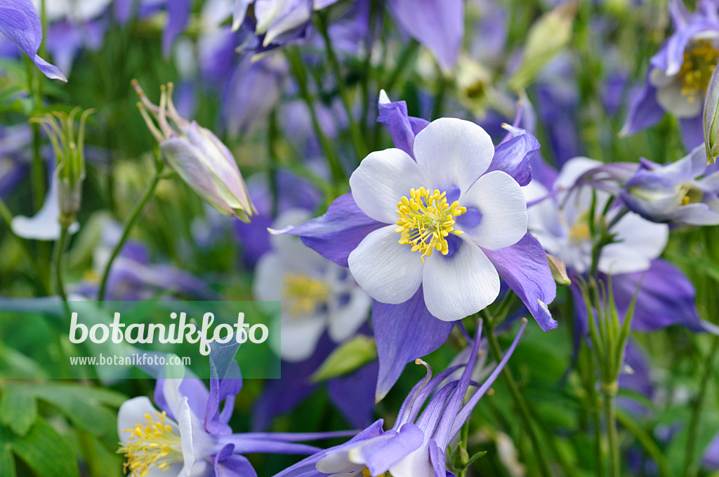 473008 - Ancolie bleue à fleurs précoces (Aquilegia caerulea)