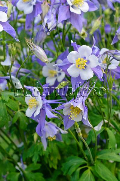 473009 - Ancolie bleue à fleurs précoces (Aquilegia caerulea)