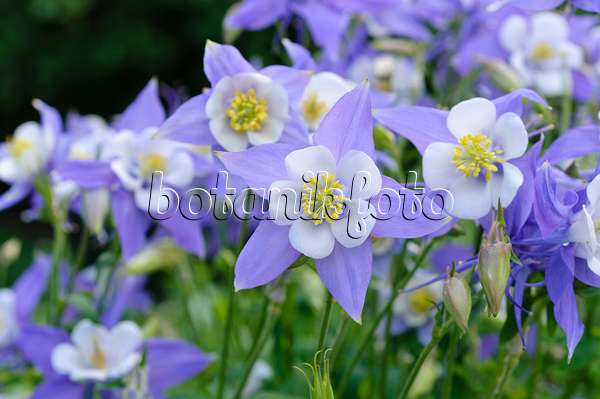473010 - Ancolie bleue à fleurs précoces (Aquilegia caerulea)