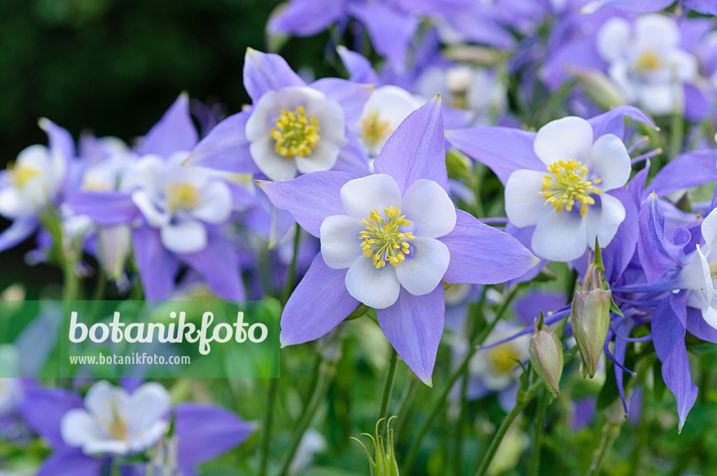 473010 - Ancolie bleue à fleurs précoces (Aquilegia caerulea)