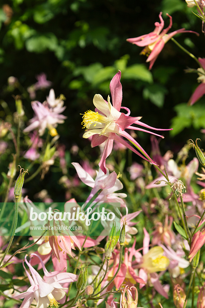 509038 - Ancolie bleue à fleurs précoces (Aquilegia caerulea 'McKana')