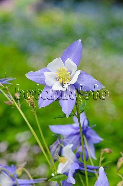 520486 - Ancolie bleue à fleurs précoces (Aquilegia caerulea 'Songbird Blue Jay')