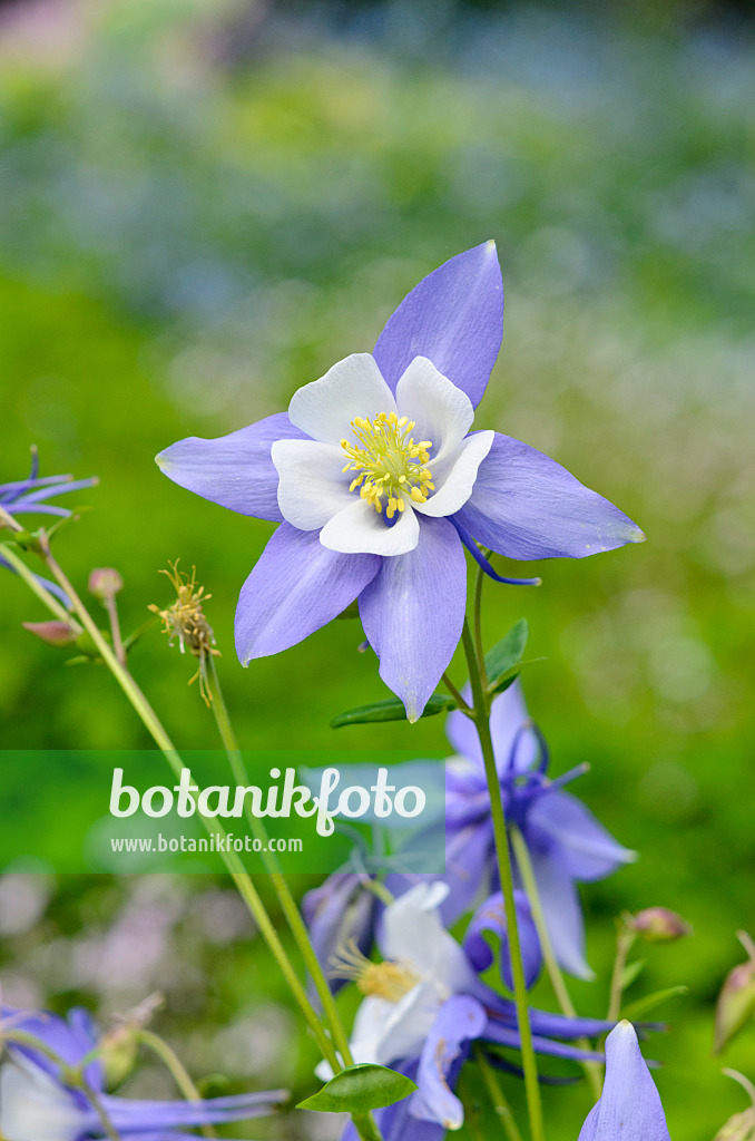 520486 - Ancolie bleue à fleurs précoces (Aquilegia caerulea 'Songbird Blue Jay')