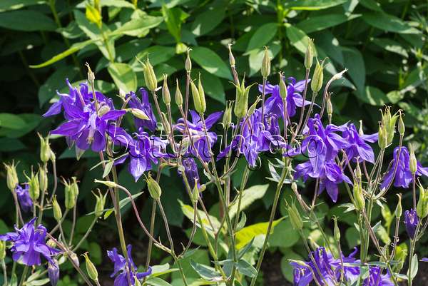 608136 - Ancolie bleue à fleurs précoces (Aquilegia caerulea)