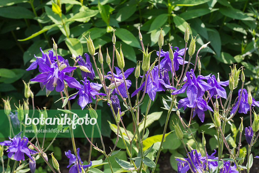 608136 - Ancolie bleue à fleurs précoces (Aquilegia caerulea)