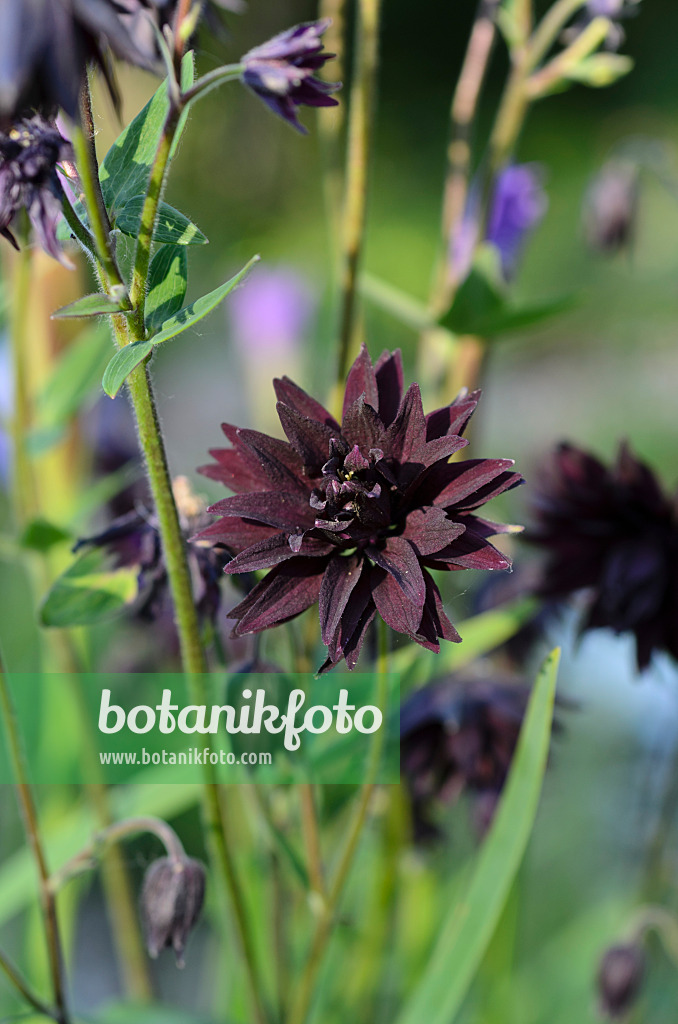 496270 - Ancolie commune (Aquilegia vulgaris 'Black Barlow')