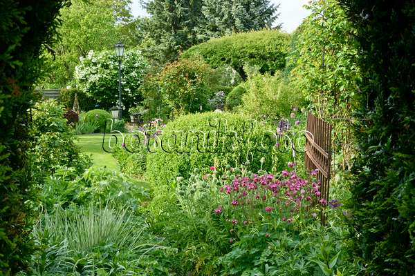 556067 - Ancolies (Aquilegia) et buis (Buxus) dans un jardin de plantes vivaces