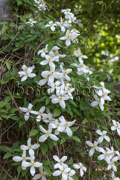 638055 - Anemone clematis (Clematis montana var. grandiflora)