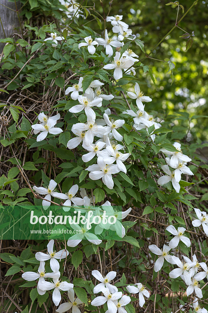 638055 - Anemone clematis (Clematis montana var. grandiflora)