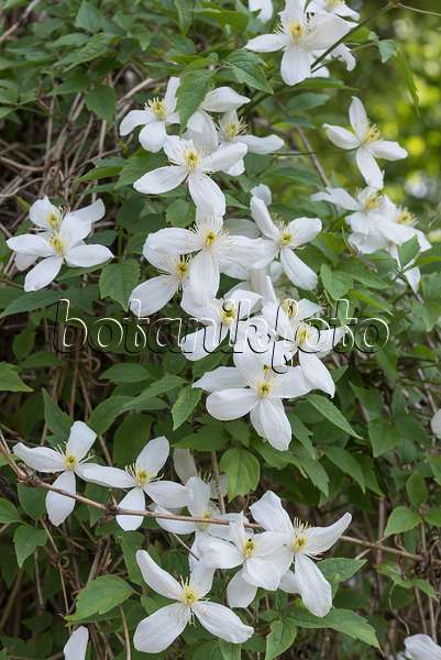 638056 - Anemone clematis (Clematis montana var. grandiflora)