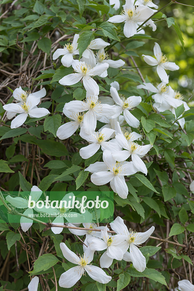 638056 - Anemone clematis (Clematis montana var. grandiflora)