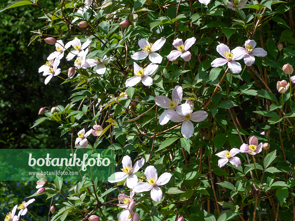 437324 - Anemone clematis (Clematis montana 'Rubens')