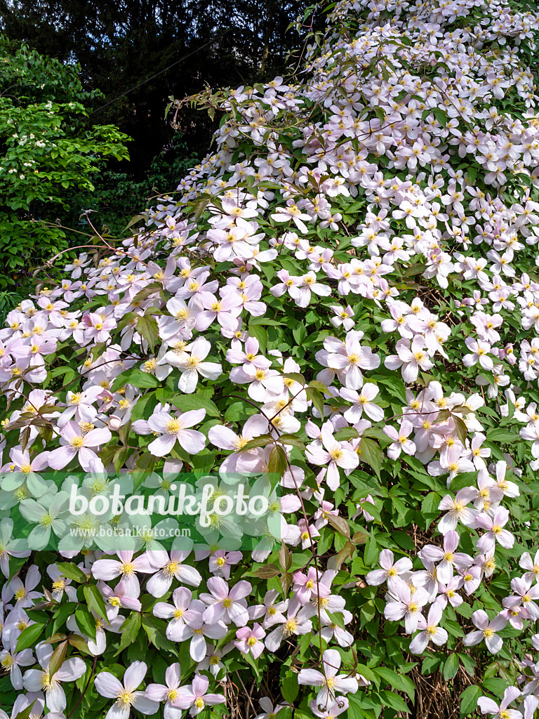 437387 - Anemone clematis (Clematis montana 'Rubens')