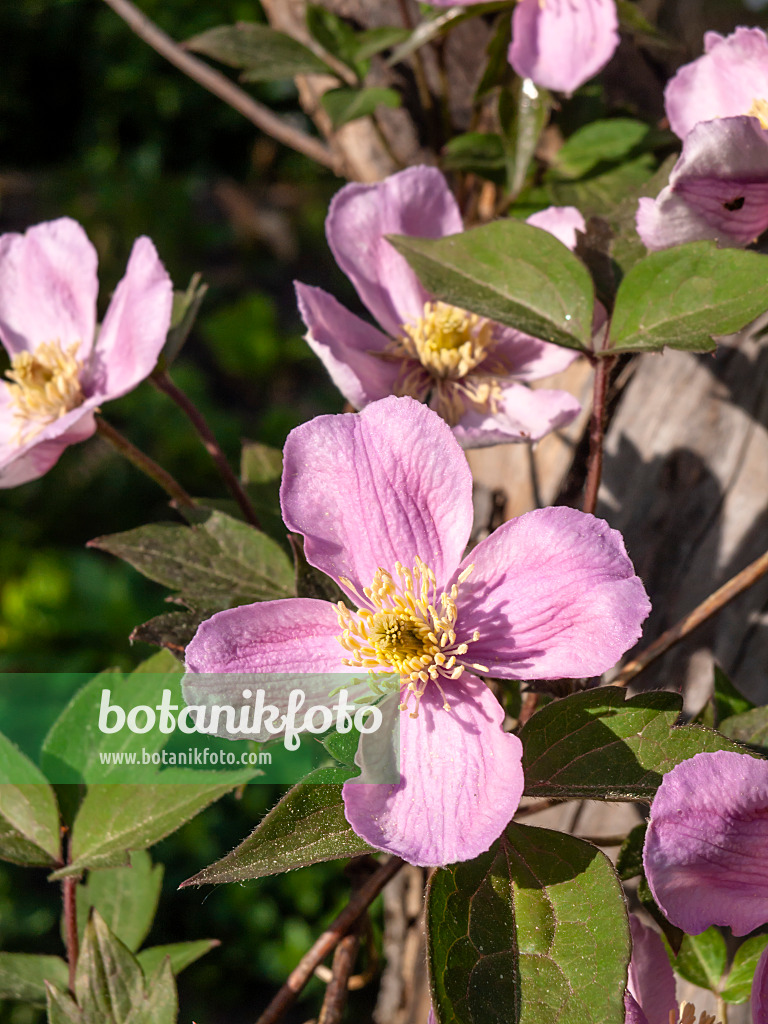 460097 - Anemone clematis (Clematis montana 'Tetrarose')