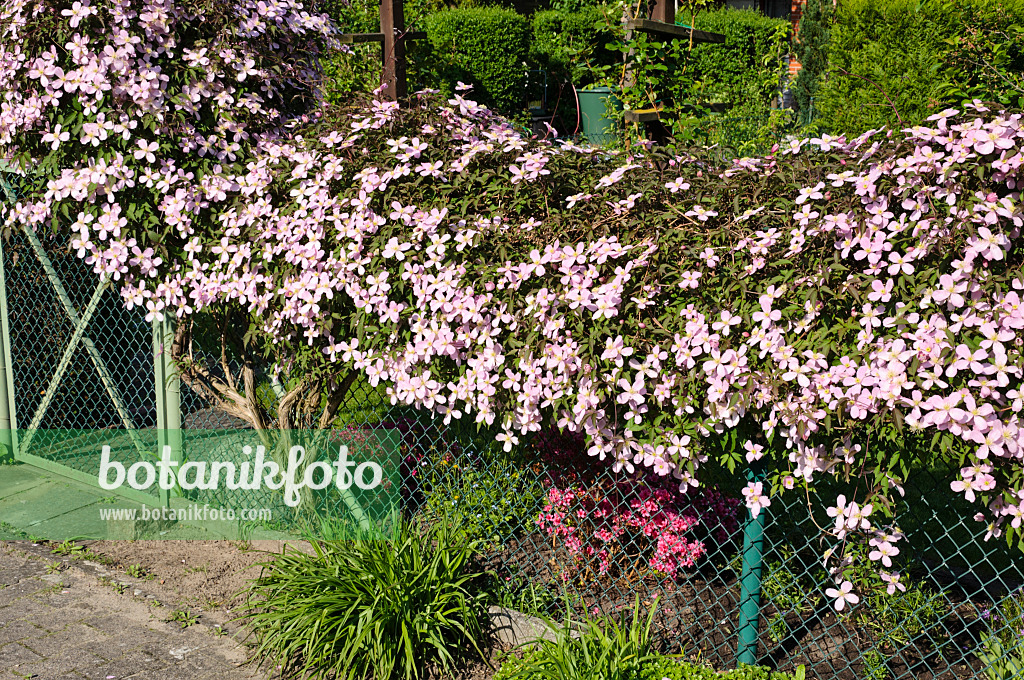 484180 - Anemone clematis (Clematis montana 'Tetrarose')