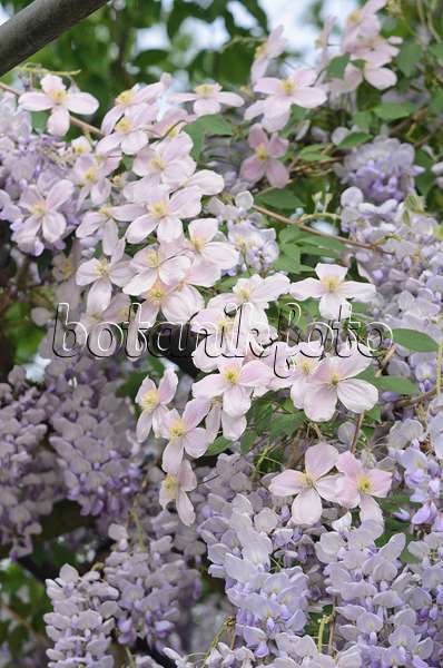 545009 - Anemone clematis (Clematis montana) and wisteria (Wisteria)