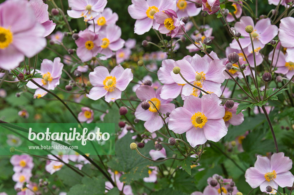 511107 - Anémone d'automne (Anemone tomentosa)