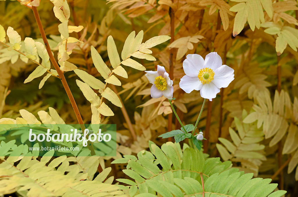 525263 - Anémone d'automne (Anemone tomentosa) et osmonde royale (Osmunda regalis)