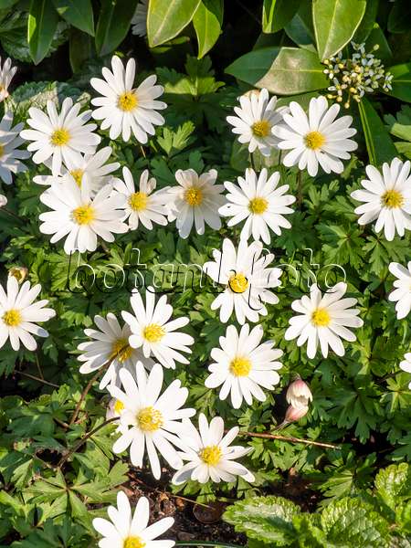 447060 - Anémone de mars des Balkans (Anemone blanda 'White Splendour')