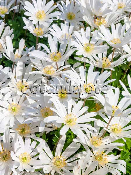 459020 - Anémone de mars des Balkans (Anemone blanda 'White Splendour')