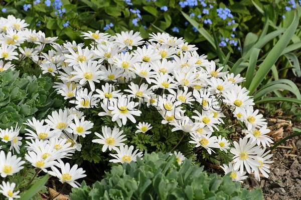 495087 - Anémone de mars des Balkans (Anemone blanda 'White Splendour')