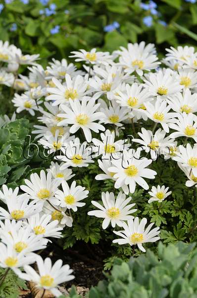 495090 - Anémone de mars des Balkans (Anemone blanda 'White Splendour')