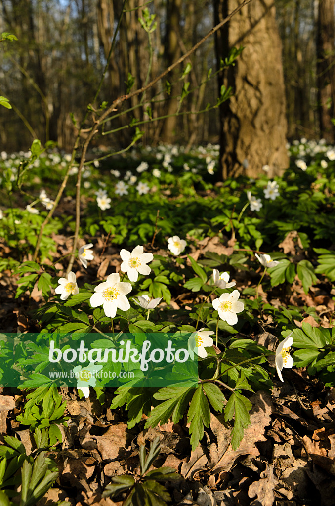 495073 - Anémone des bois (Anemone nemorosa)