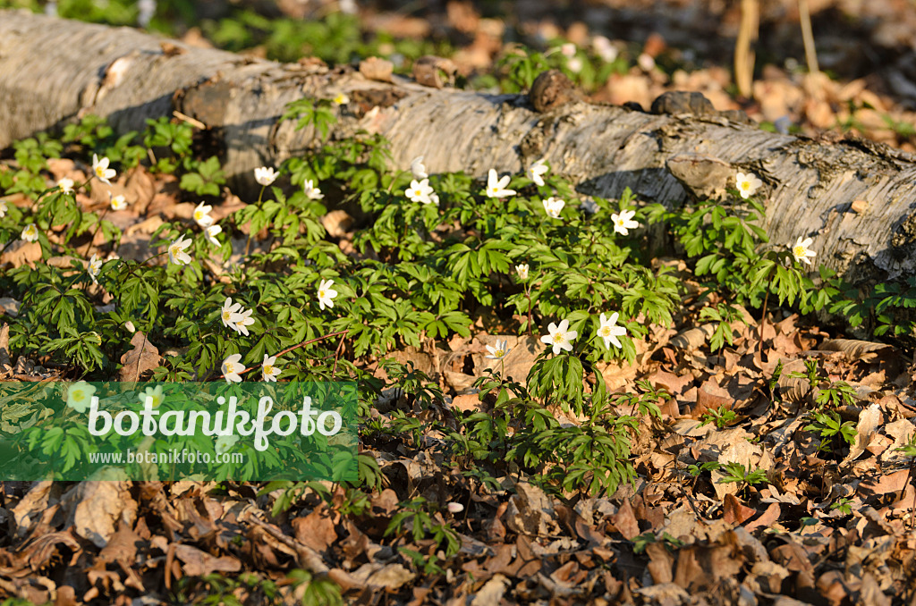 506064 - Anémone des bois (Anemone nemorosa)