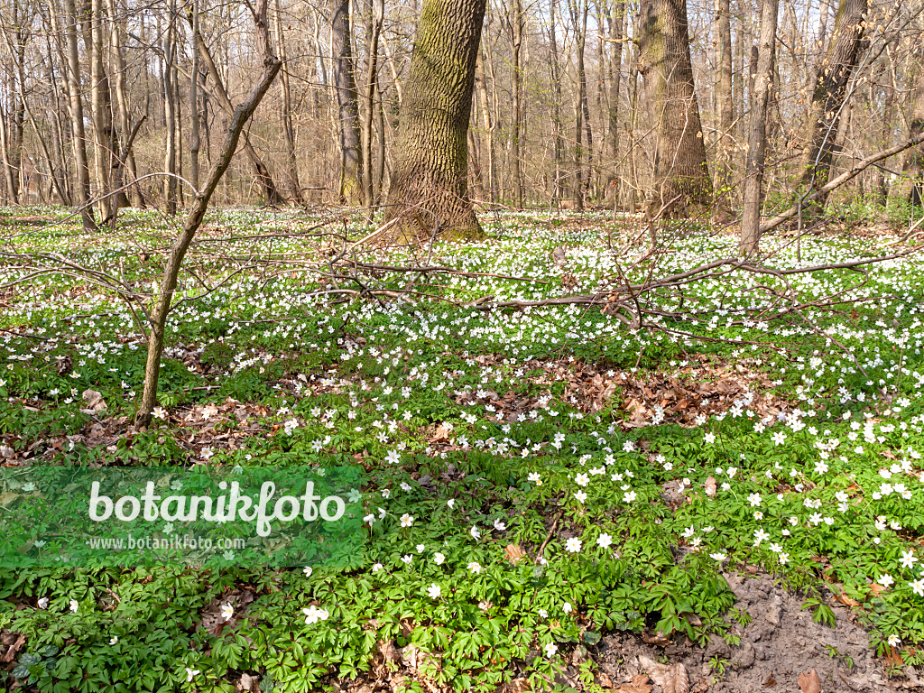 509203 - Anémone des bois (Anemone nemorosa)