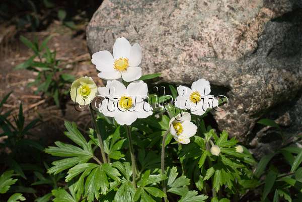 Image Anémone des forêts printanière (Anemone sylvestris) - 448068 - Images  de plantes et de jardins - botanikfoto