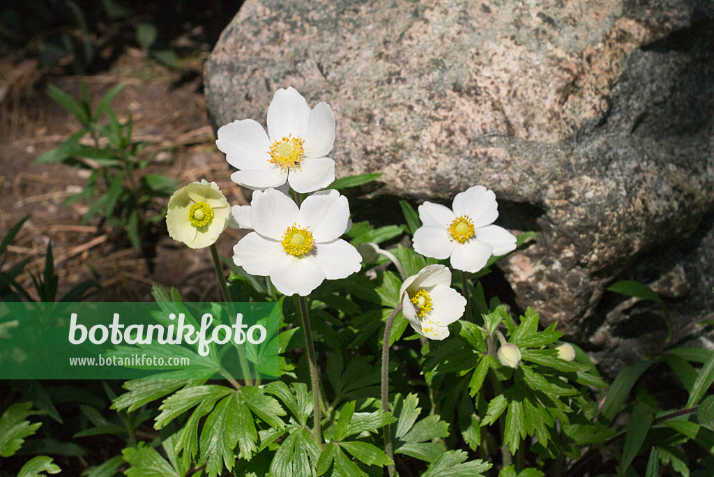 Image Anémone des forêts printanière (Anemone sylvestris) - 448068 - Images  de plantes et de jardins - botanikfoto