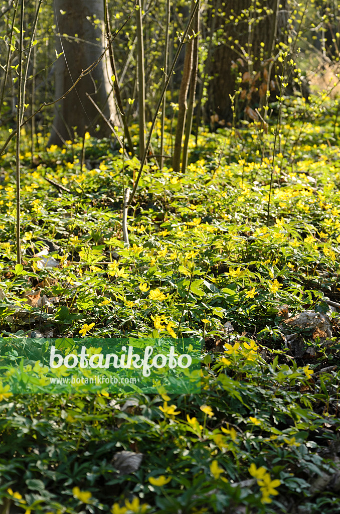 507136 - Anémone fausse renoncule (Anemone ranunculoides)