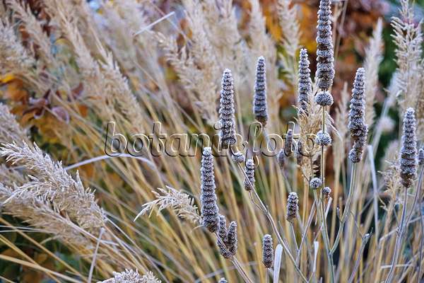 432074 - Anise hyssop (Agastache foeniculum) and feather reed grass (Calamagrostis arundinacea var. brachytricha syn. Achnatherum brachytricha) with hoar frost