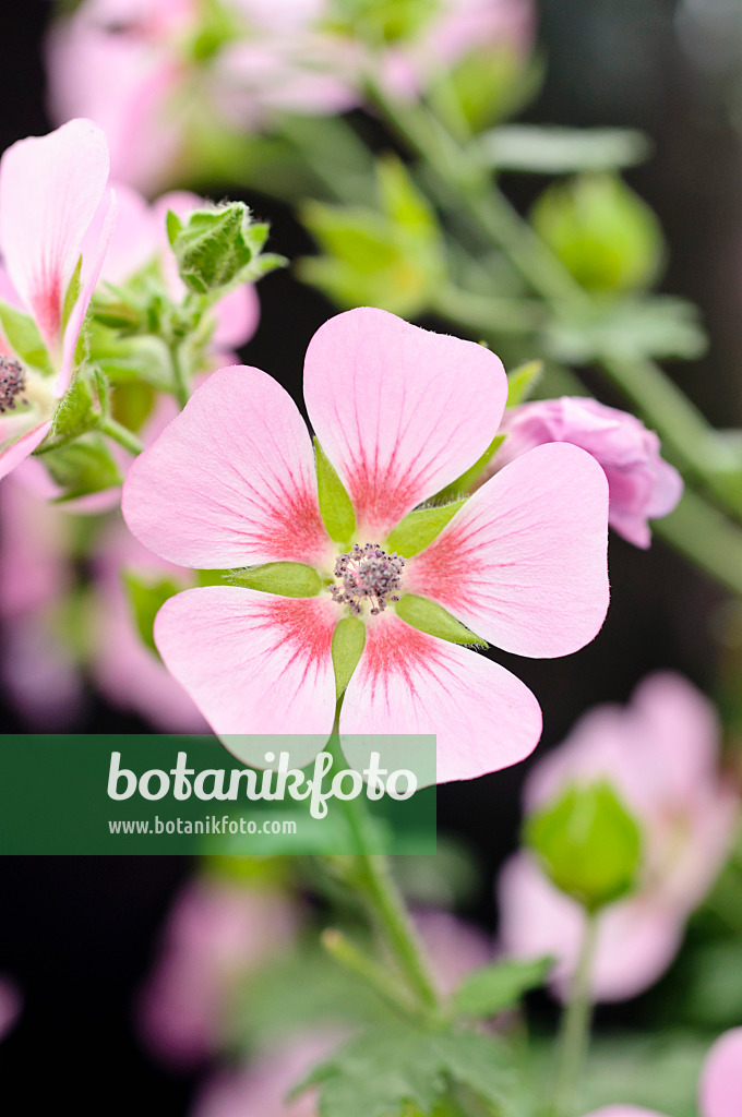 474196 - Anisodontea capensis 'Lady in Pink'